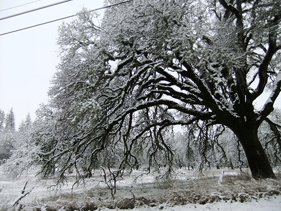 A picture of a large oak with fresh snow on it by Alicia Lee Farnsworth. This picture looks black and white but it is in color. THe only color visable are lichens in the tree branches.
